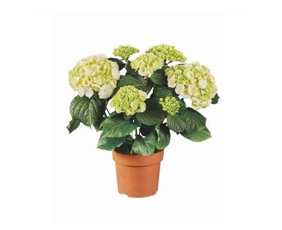 ჰორტენზია Hydrangea macr