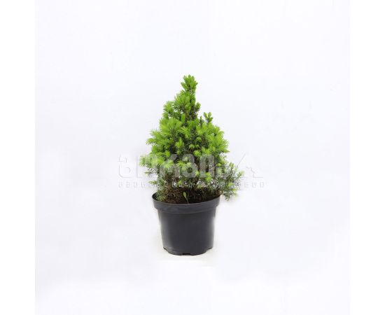 ნაძვი- Picea glauca Conica 20/25 C3