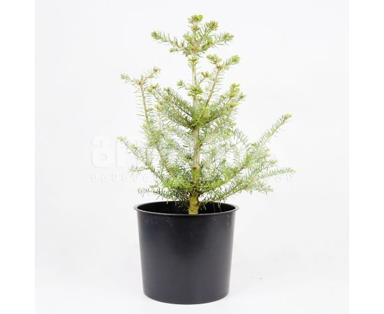 სოჭი Abies koreana C2