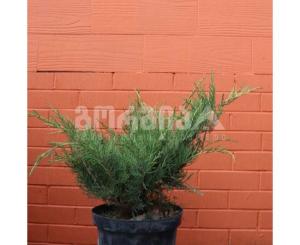 ღვია Juniperus pf. Gold Star 20/30 C3