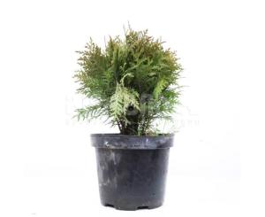 ტუია-Thuja occidentalis Danica 20/30 C3