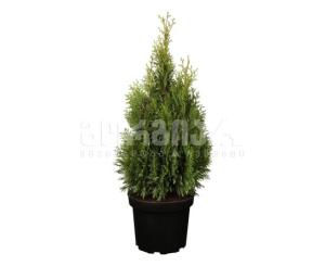 ნაძვი Thuja occidentalis Columna 30/40 C3