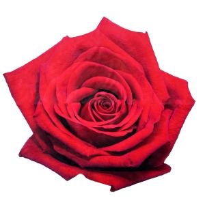 The Why Not Gift Shop, სუფრა გაზაფხულის გიგანტური წითელი ყვავილი