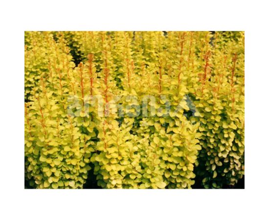 კოწახური/Berberis thunbergii Maria 15-20 C3/(0)