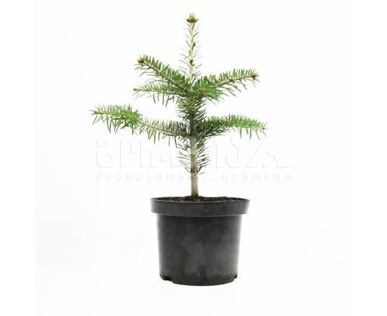 სოჭი Abies nordmanniana C2