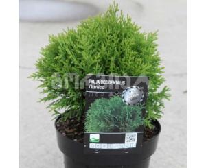 ტუია Thuja occidentalis Danica 30-40 C7.5