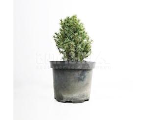 ნაძვი Picea glauca Sander`s Blue 5/10 C3