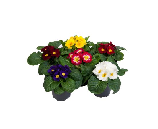 ფურისულა (Primula) P10