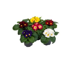ფურისულა (Primula) P10