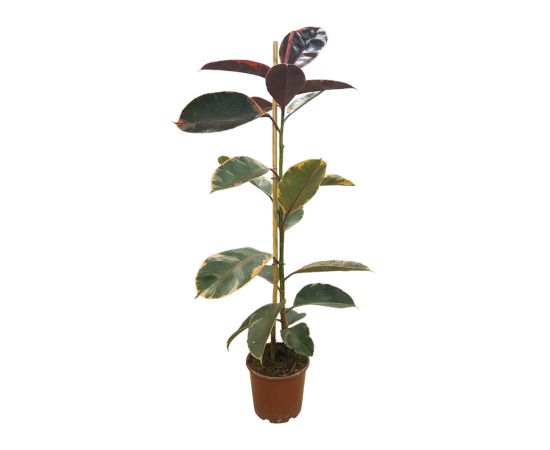 ფიკუს ელასტიკა flower 1pp 17 CM