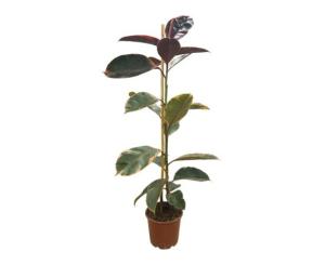 ფიკუს ელასტიკა flower 1pp 17 CM