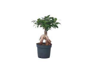ფიკუს ჯინსენგი flower P10.5