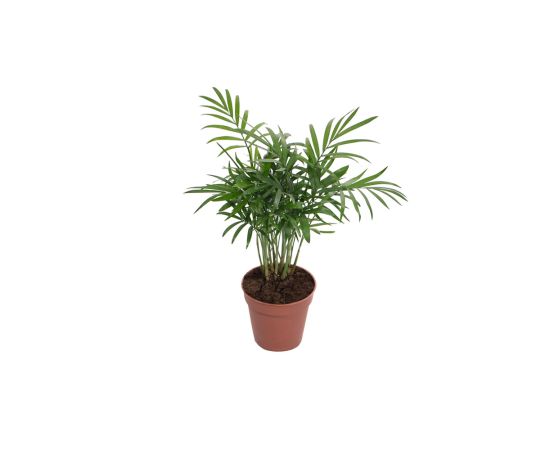 ხამედორეა flower P8.5