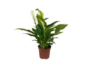 სპატიფილიუმი Spathiphyllum Chopin. ფ/ლ