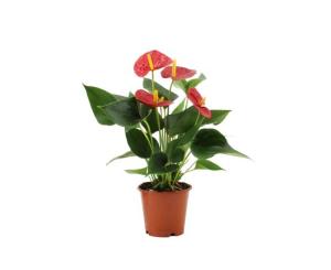 ანთურიუმი flower P12