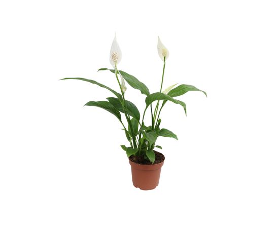 სპატიფილიუმი flower P17