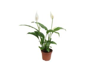 სპატიფილიუმი flower P17