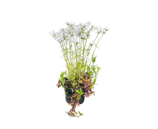 ფლოქსი Phlox mix C1,5