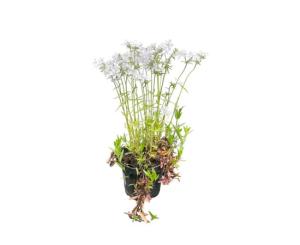 ფლოქსი Phlox mix C1,5