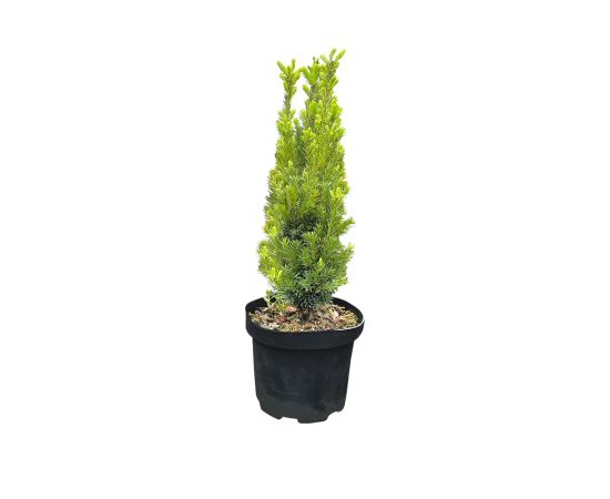 უთხოვარი Taxus media Hicksii C2