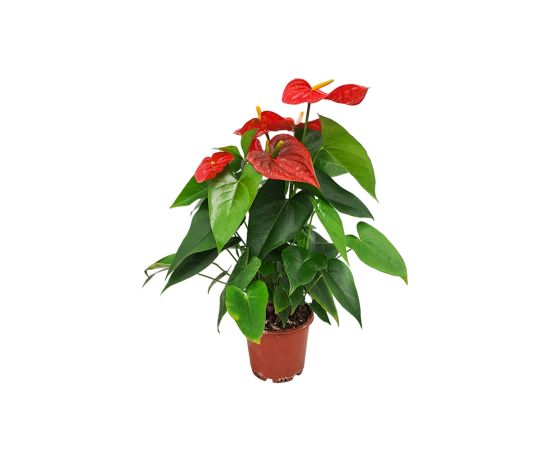 ანთურიუმი flower P14