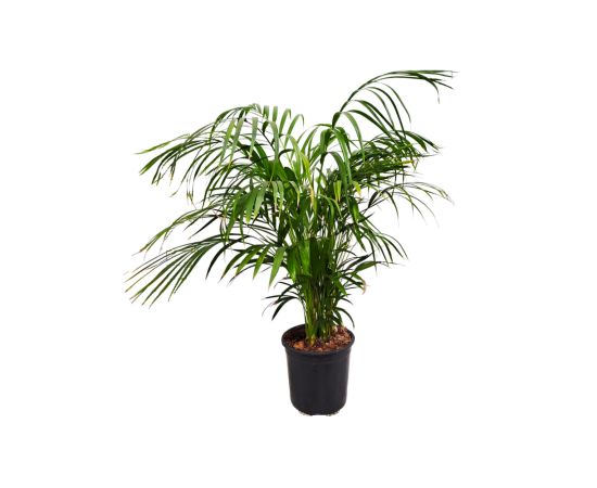 დიფსისი LUTESCENS (ARECA) Flower P24