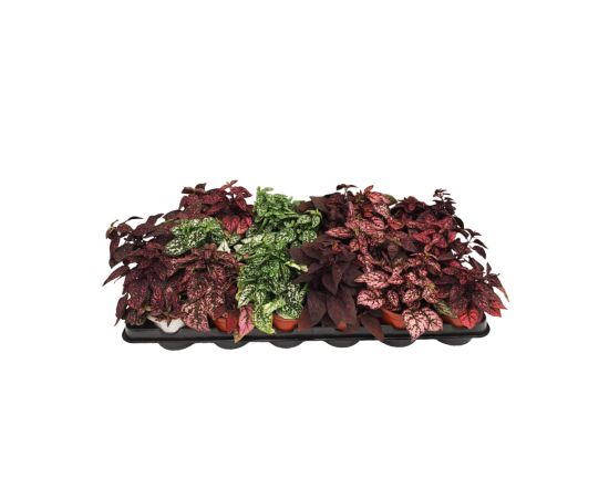 ჰიპოესტესი flower P8.5