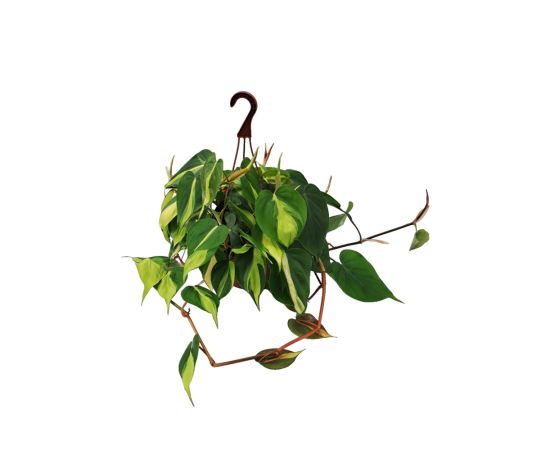 ფილოდენდრონი flower Brasil