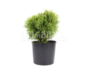 ტუია occidentalis Tiny Tim 5/10 C3