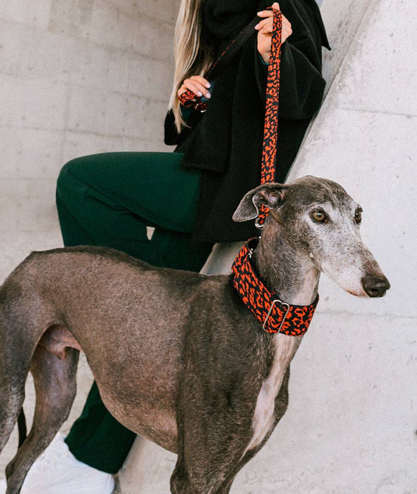 BrottDog, Conesa, ძაღლის საბელი, M