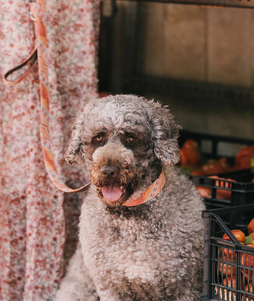 BrottDog, Copons, ძაღლის საყელო, S