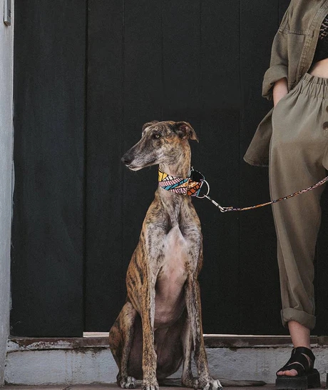 BrottDog, Tora, ძაღლის საყელო, L