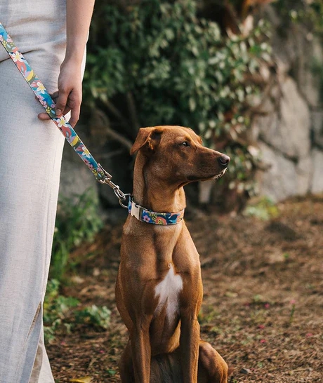 BrottDog, Tremp, ძაღლის საყელო, M