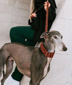 BrottDog, Conesa, ძაღლის საბელი, M