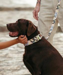 BrottDog, Penelles, ძაღლის საბელი, M