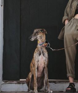 BrottDog, Tora, ძაღლის საყელო, L