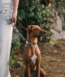 BrottDog, Tremp, ძაღლის საყელო, M