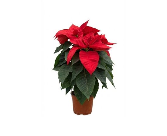 პუანსეტია flower P12 2025