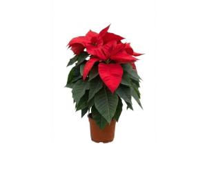 პუანსეტია flower P12 2025