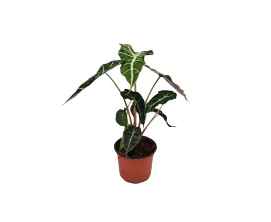 ალოკაზია Bambino flower 12 CM