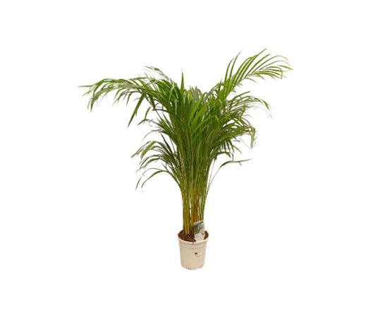 დიფსისი LUTESCENS Flower 100-110 *17 CM