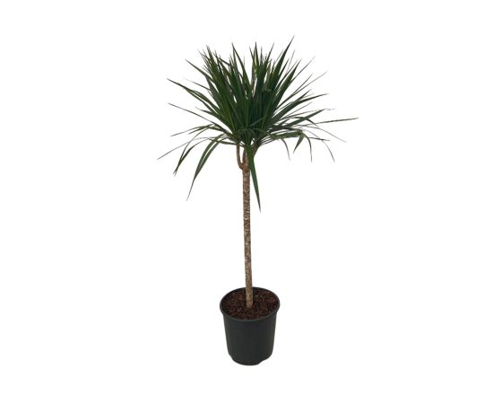 დრაცენა Marginata flower 1pp 60 CM