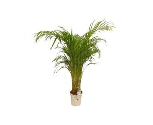 დიფსისი LUTESCENS Flower 100-110 *17 CM