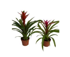 გუზმანია flower P12