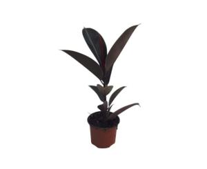 ფიკუს ელასტიკა Abidjan flower 12 CM